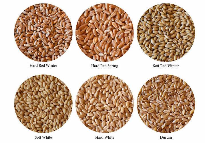 Wheat field
